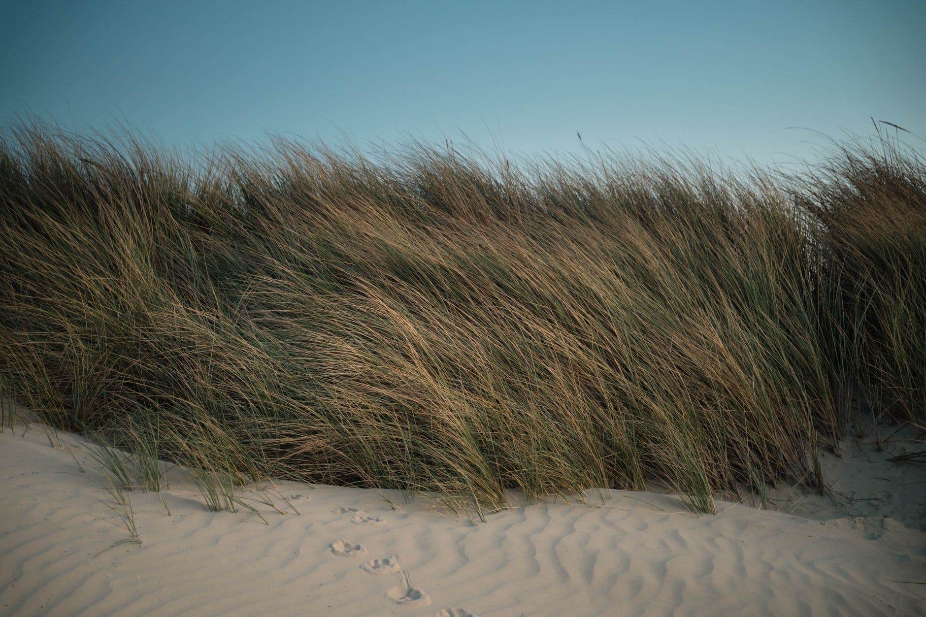 Helmgras op een duin met rimpelend zand in de voorgrond bij avondlicht