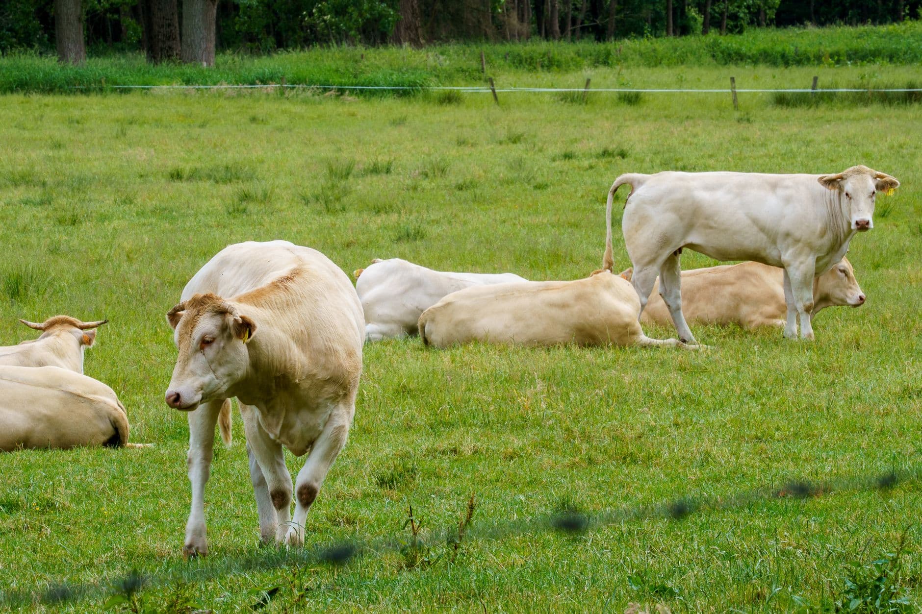 Lichte runderen grazen en rusten in een groene weide met afrastering