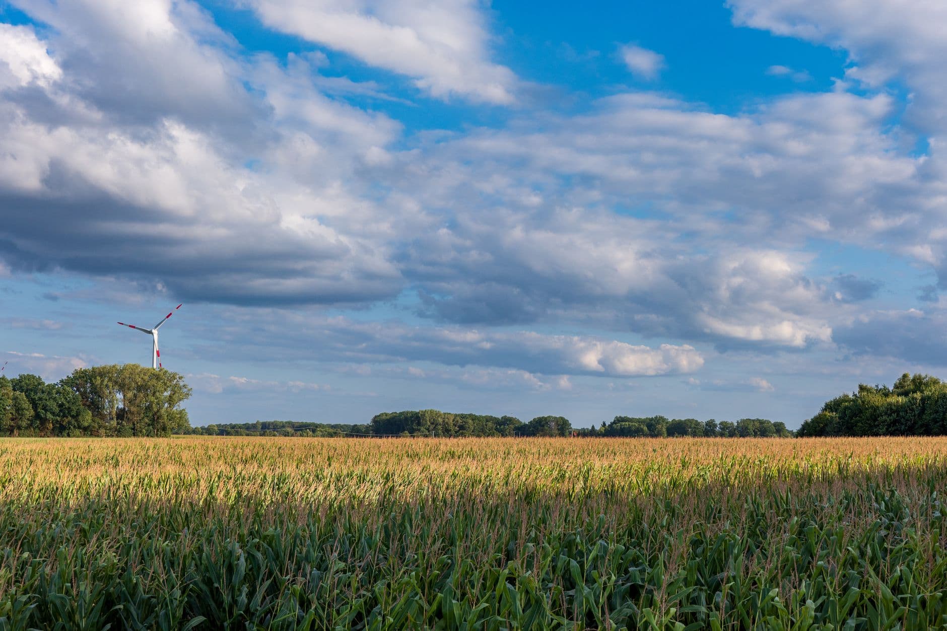 Maisveld onder een blauwe lucht met wolken, met een windturbine en een bomenrij in de verte
